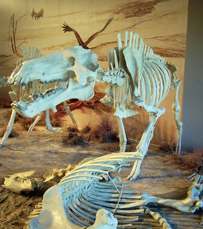 agate fossil beds diorama with skeletons