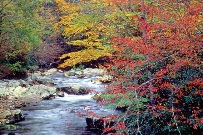 Autumn in Cataloochee Creek at Great Smoky Mountains NP