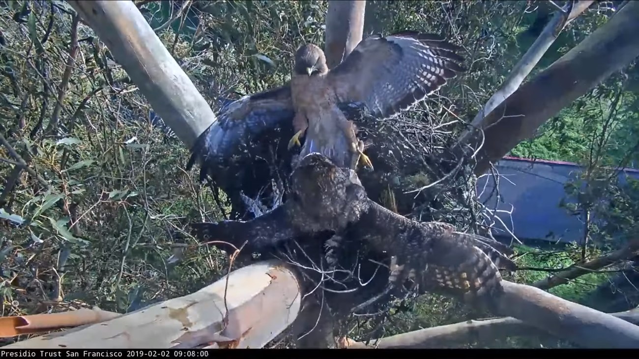 Webcam screenshot of a red-tailed hawk facing off with a great horned owl on a nest, both with their wings outstretched.