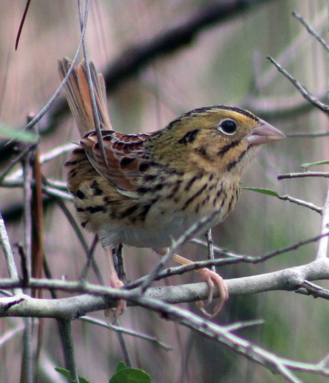 A light brown bird with dark brown striping and whitish breast.