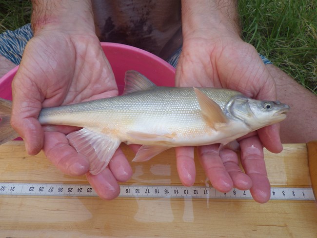 A pair of hands hold a humpback chub over a tape measure and wooden board, which is over a bucket.