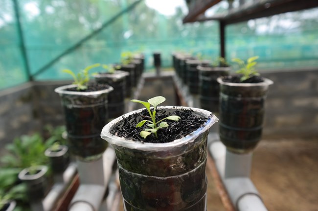 small starter plant in a small container