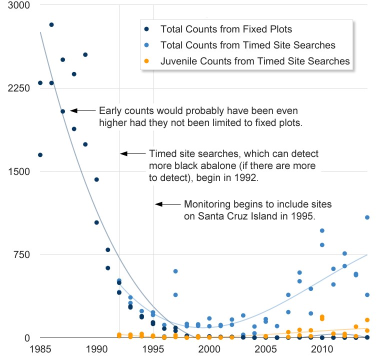 Scatter plot with trendlines showing black abalone numbers plummeting followed by a rise in total abalone numbers, including juvenile numbers, beginning around 2007