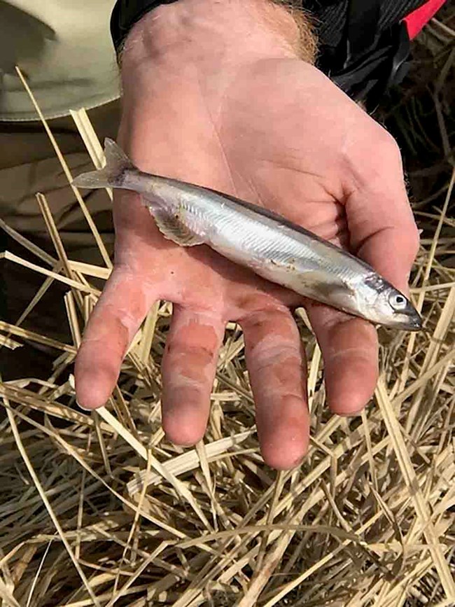 A researcher holds an adult eulachon before measuring it.