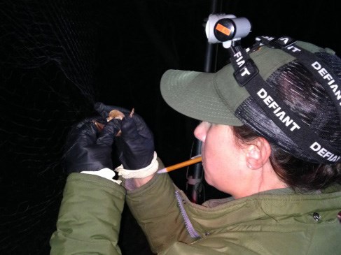 A National Park Service biologist removing a bat from a mist net.