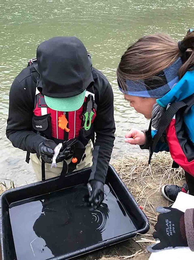 A researcher handles a captured eulachon.