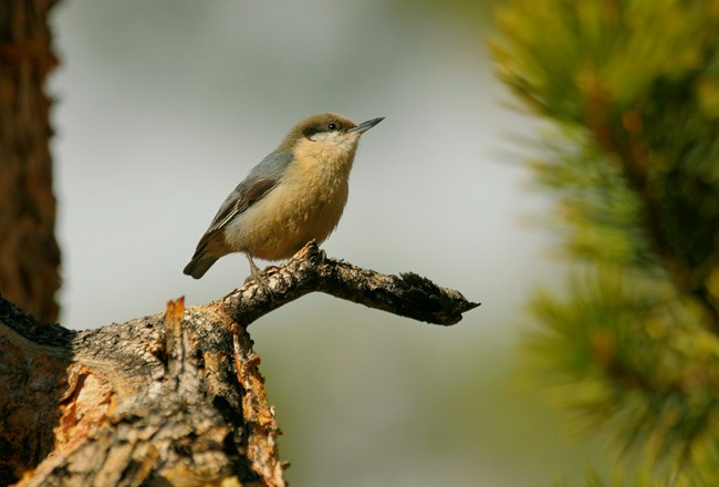 pygmy nuthatch