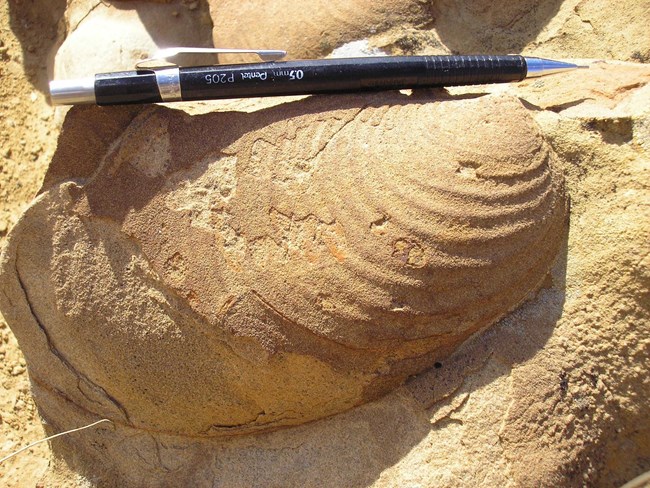 inoceramus shell close up