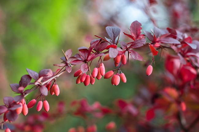 Japaneses barberry