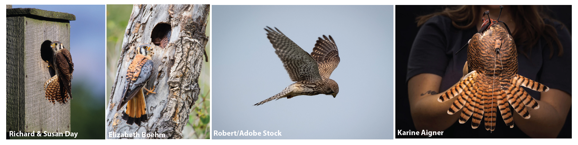 kestrel pics