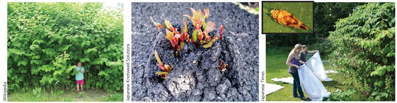 different images of knotweed