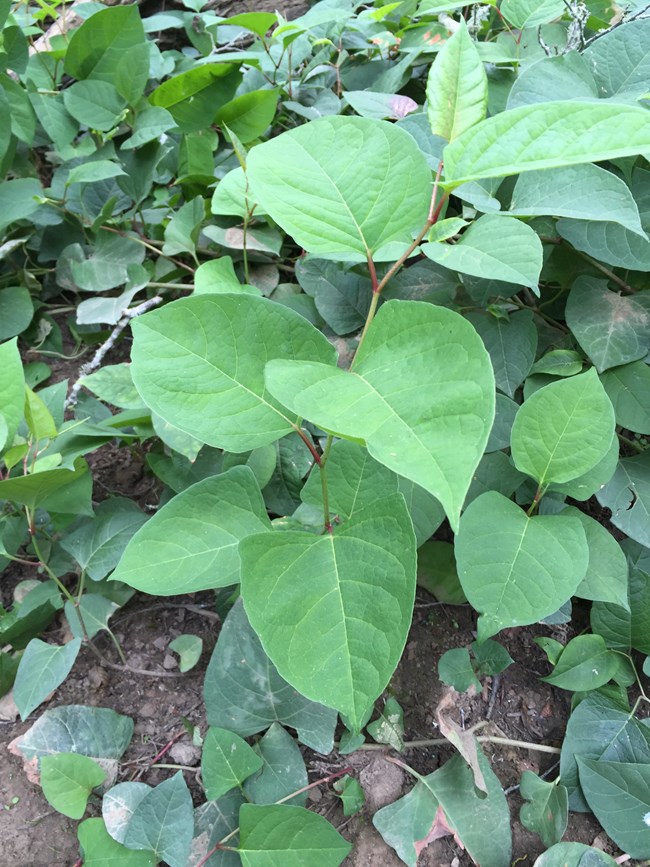 Plant with large, shield-shaped alternating leaves