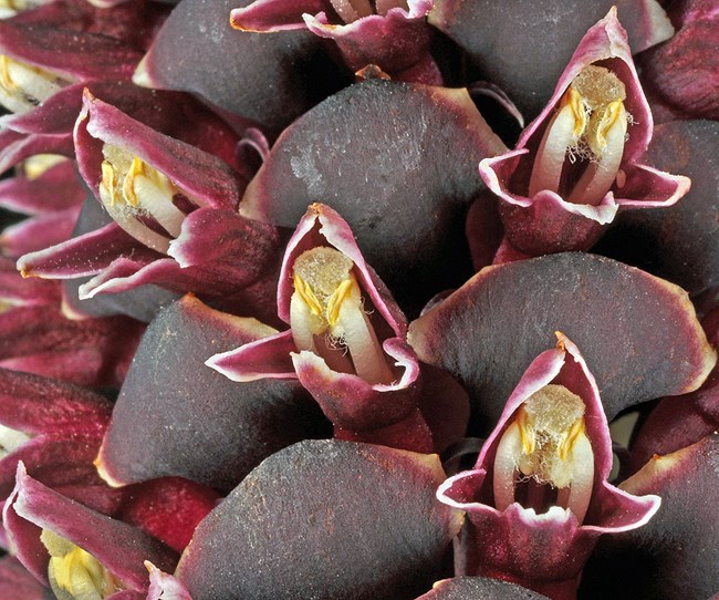 Close up of violet and yellow flower of the ground cone interspersed with purple scale-like bracts.