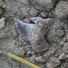 fossil shark tooth