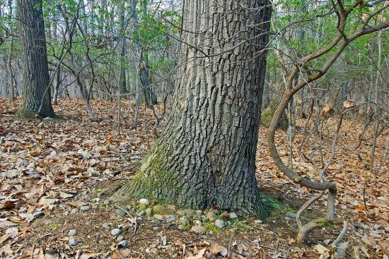 Large chestnut oak tree in foreground and evergreen mountain laurel leaves in background.
