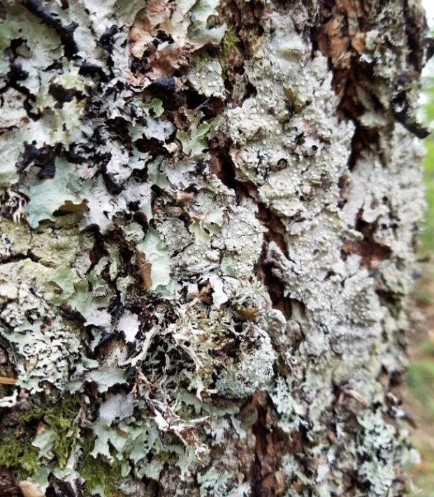Lichen on a tree