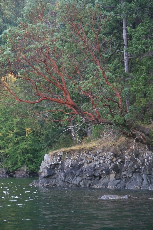 Madrone tree leaning over water, showing cinnamon red bark.