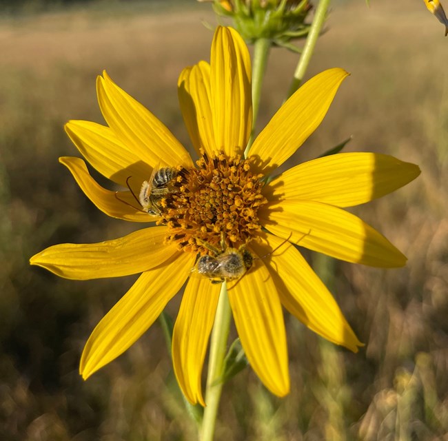 Two fuzzy bees with long antennae on a yellow flower.