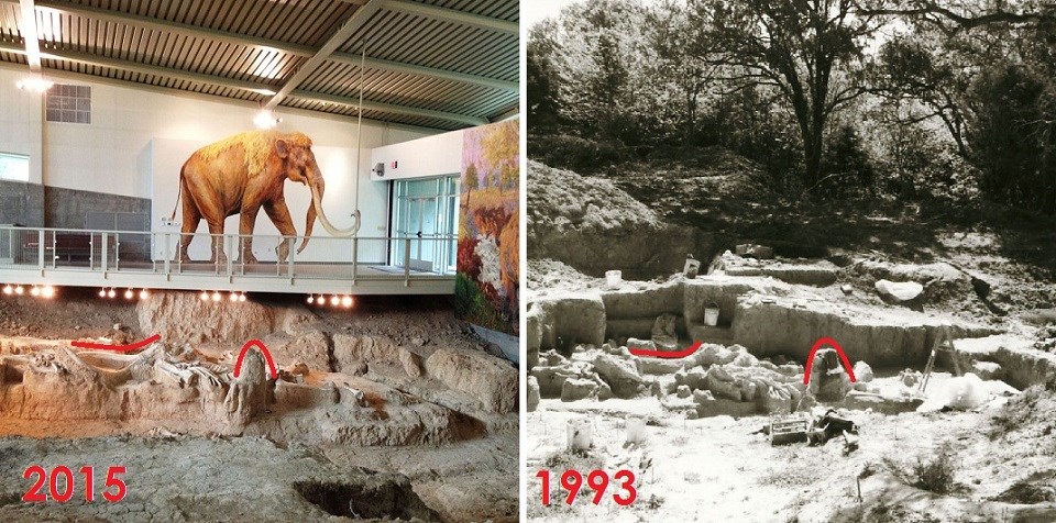 Comparison mammoth fossil in 2015 and 1993