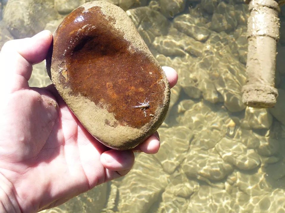A person's hand holds a stone above a stream. The underside of the stone has a small insect on it.