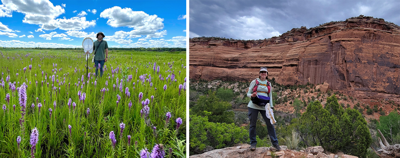 A person holding a net standing in a field with purple flowers. A person holding a net and vial standing in front of a canyon with red rock surrounded by green vegetation.