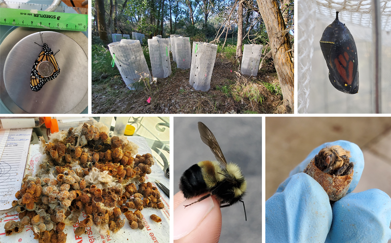Orange butterfly with a dime resting on it next to a ruler. Cylindrical white containers in a wooded area. Monarch chrysalis with orange wing visible. An excavated bumble bee nest. Close-up of a fuzzy bee. Bee emerging from a nest cell.