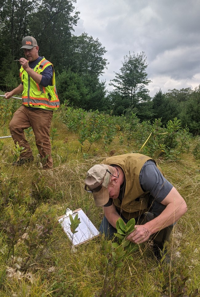 Two people standing in a field of grass and milkweed. One person is kneeling by a milkweed plant, examining it closely.