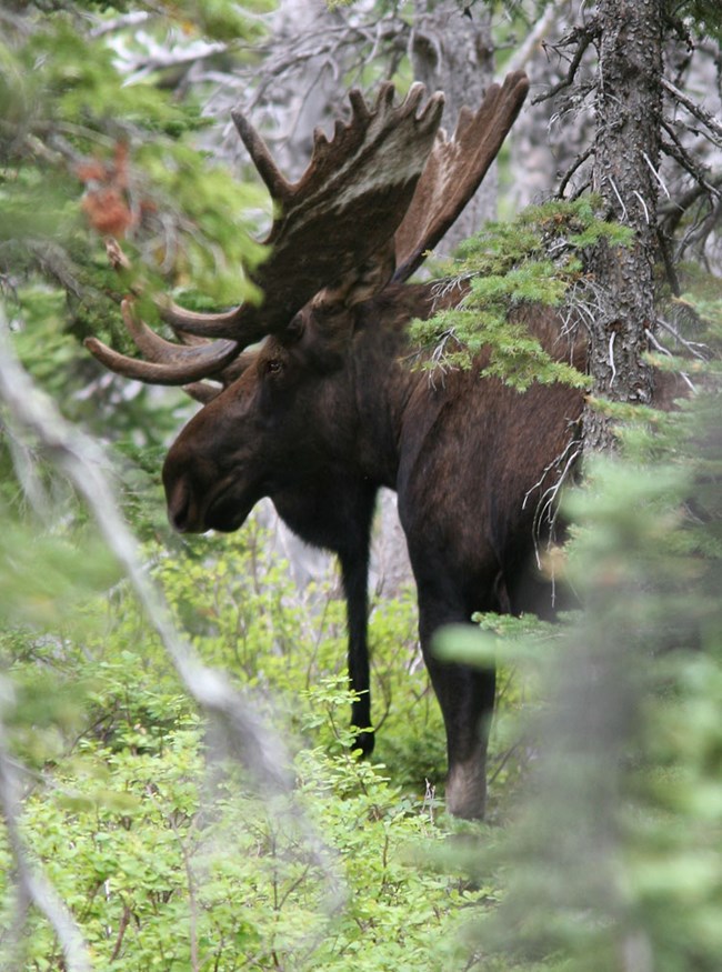 a bull moose with large antlers in a dense coniferous forest