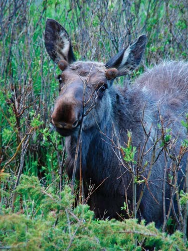 Moose browsing on woody plants.