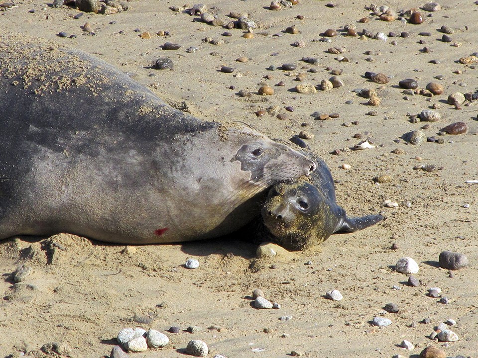 Elephant seal cow and newborn pup on North Drakes beach