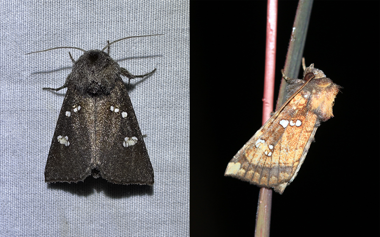 Two photos of a brown moth with white spots.