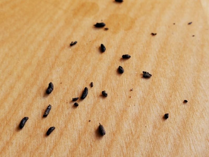 Mouse droppings on a wood surface