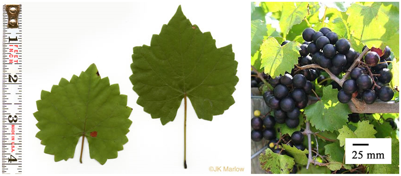 Left: A measuring tape in inches sits to the left of two grape leaves. Right: Grapes on a vine surrounded by leaves.