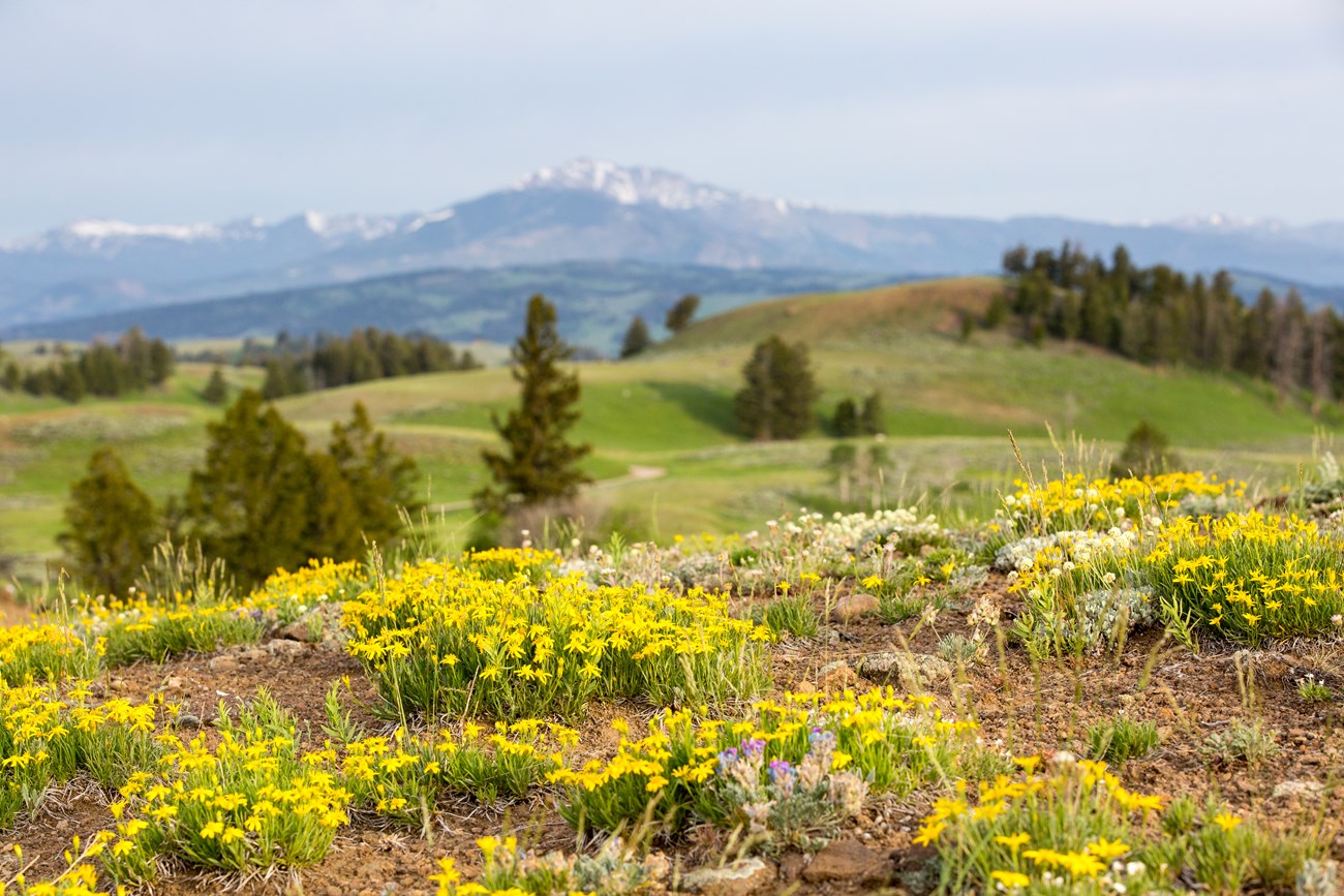 A mountain meadow in full bloom