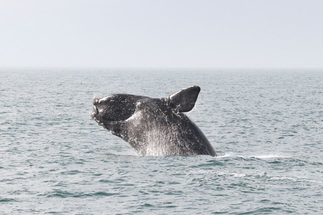 whale breaching in ocean water