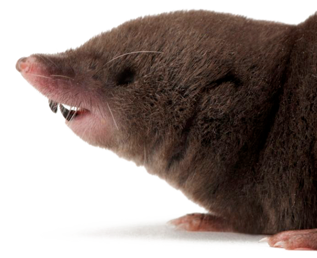 Short-tailed Shrew