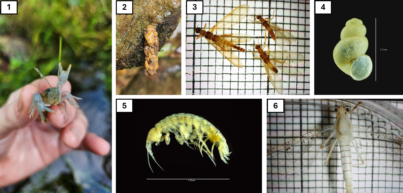 Collage of aquatic invertebrates, including a blue crayfish, a caddisfly case made of a collection of small stones hanging on a rock, 3 magnified brown stoneflies, a magnified shell, a magnified amphipod, and a magnified white mayfly.