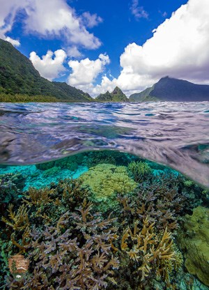 Corals visible underneath clear water with forested mountains in distance