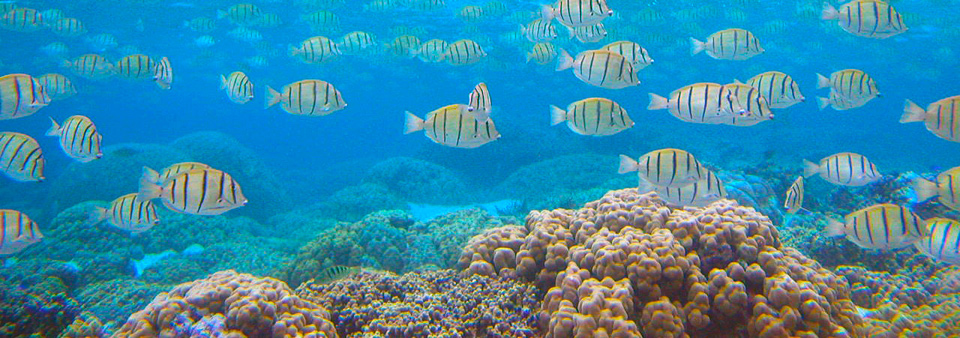 Yellow fish with black vertical stripes swimming in turquoise water above red-orange corals