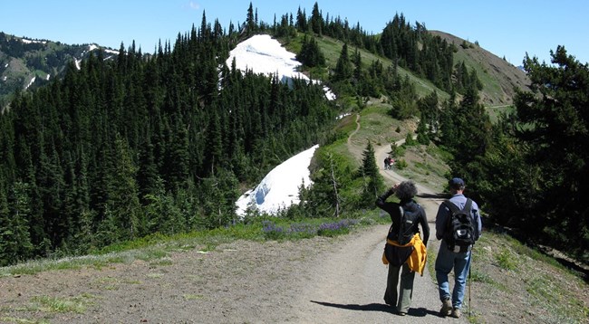 Hikers on the Hurricane Hill Trail
