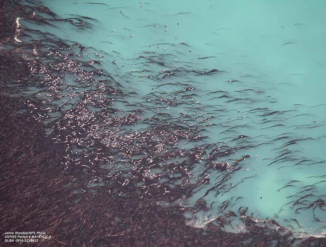 An aerial view of sea otters in kelp.