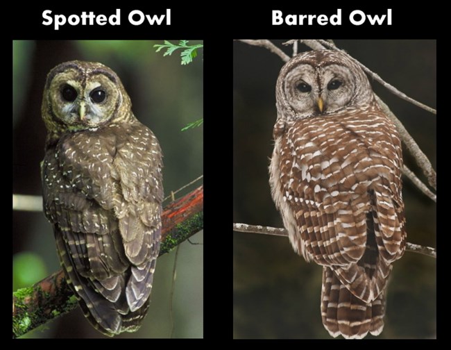 Comparision of the back of the Northern Spotted Owl versus the Barred Owl.