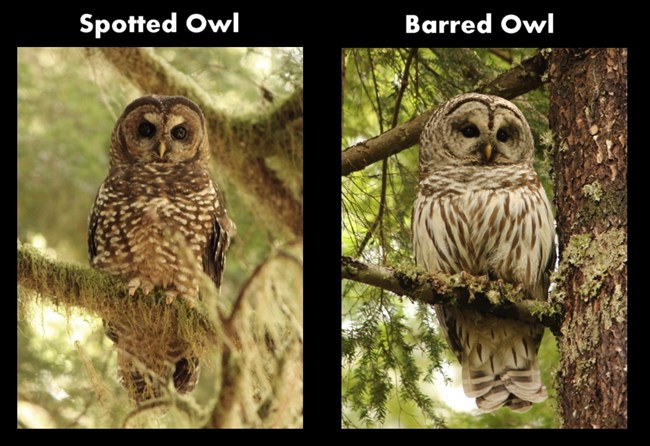Comparison of the front of the Northern Spotted Owl versus the Barred Owl.