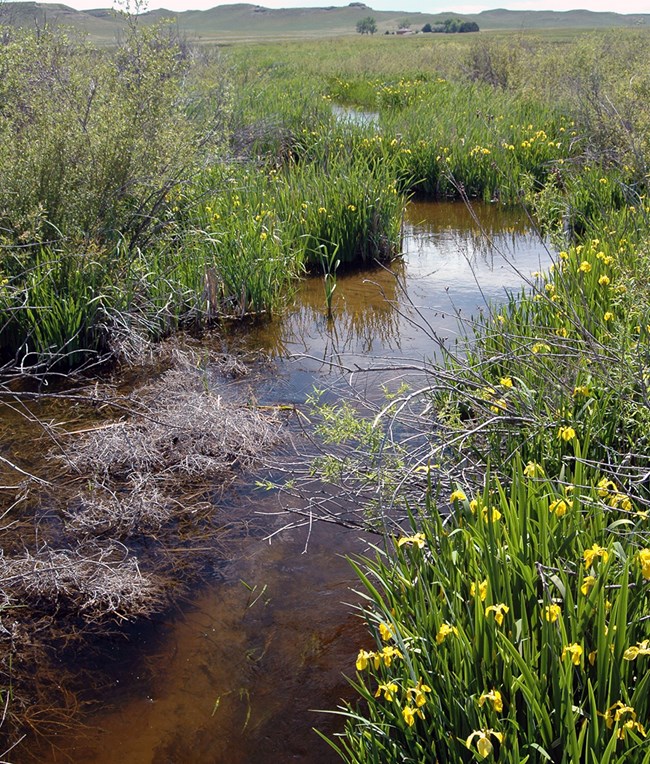 stream winding through prairie lined by green stalks with yellow flowers growing in the water's edge