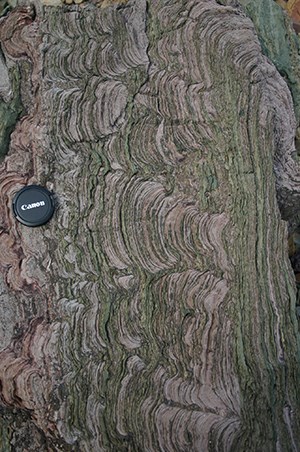 Snowslip Formation stromatolite