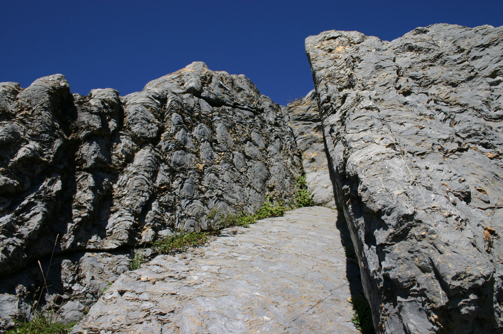 Siyeh Formation bioherm located along the Highline Trail
