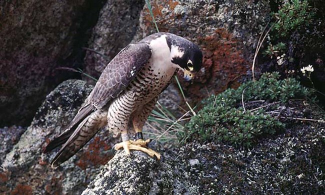 A peregrine falcon perches on a rocky cliff.