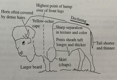 Photo embodying the characteristics of the plains bison, most notably a declining hindquarters starting from their shoulders