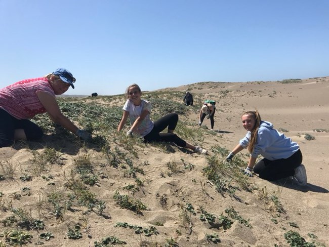 Invasive plants in park a growing threat (U.S. National Park Service)
