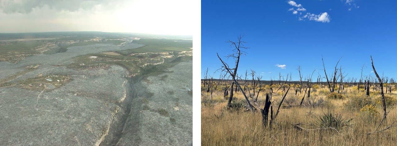 Photo looking down and into the distance that shows a burned areas that appear grayish, and green non-burned areas. Photo showing habitat with dead standing trees of relatively short height, brown grasses, and a few types of shrubs.